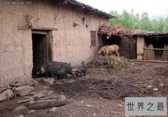 中国最穷的地方，人畜混居(和猪吃一样的食物)