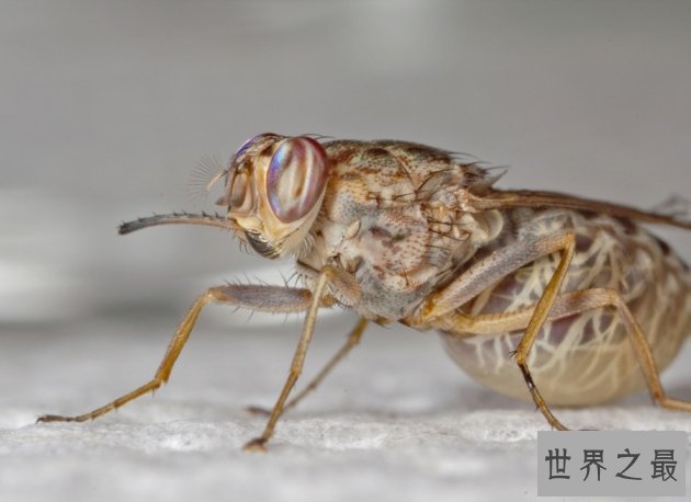 世界上最毒的十大昆虫，夺人性命只需几秒钟