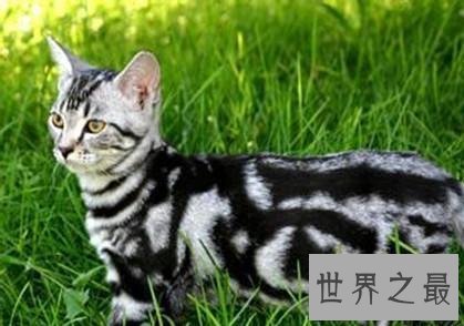 世界十大畅销猫品种，斯芬克斯排名第一