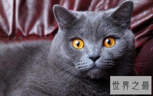 世界十大畅销猫品种，斯芬克斯排名第一