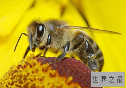 世界十大无性繁殖动物，它的繁殖方式很特殊。