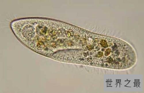 世界十大无性繁殖动物，它的繁殖方式很特殊。