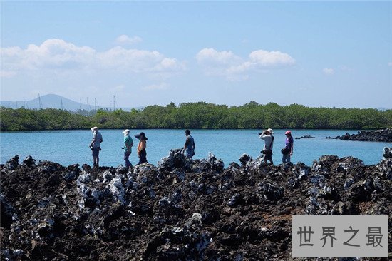 世界野生动物园排名，马迪迪国家公园超好看