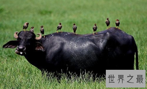 全球入侵物种排名，小龙虾竟然排第八