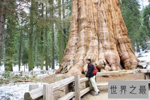 世界上最大的树，同样是世界上最大的生物之一！