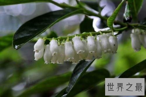 全球最致命的十种植物，蓖麻子使用不当会导致肾衰竭！