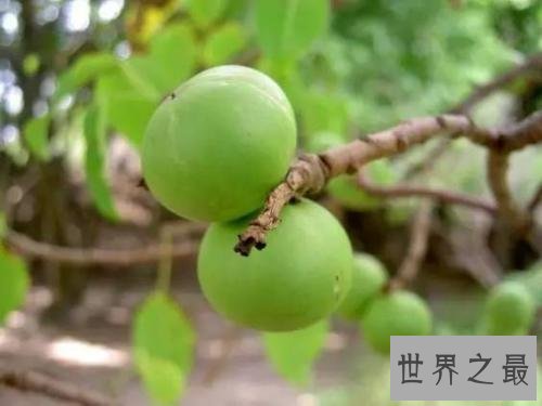 全球最致命的十种植物，蓖麻子使用不当会导致肾衰竭！