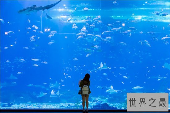 世界十大水族馆排名，盘点世界上那些著名的水族馆