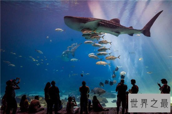 世界十大水族馆排名，盘点世界上那些著名的水族馆