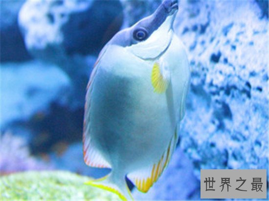 世界最大的水族馆排行榜前十名，Georgia Aquarium如同一个小型海洋