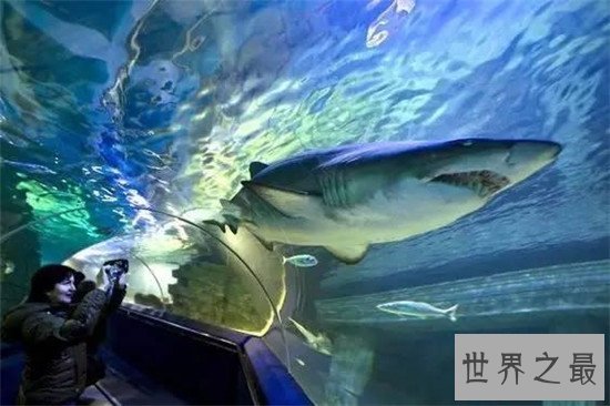 世界最大的水族馆排行榜前十名，Georgia Aquarium如同一个小型海洋