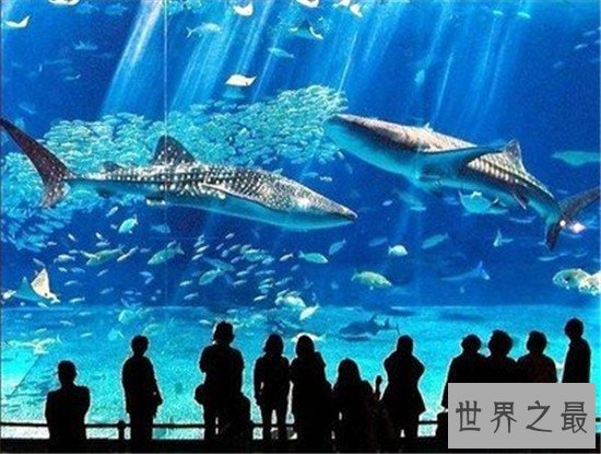 世界最大的水族馆排行榜前十名，Georgia Aquarium如同一个小型海洋