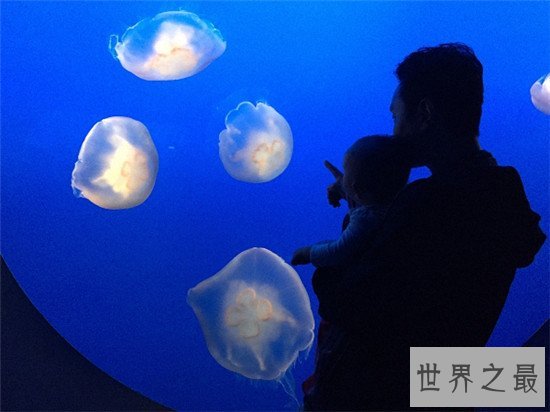 世界最大的水族馆排行榜前十名，Georgia Aquarium如同一个小型海洋