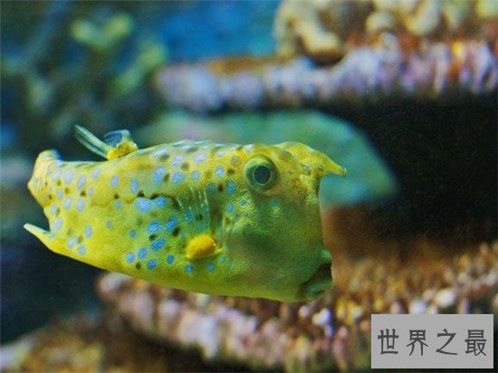 世界最大的水族馆排行榜前十名，Georgia Aquarium如同一个小型海洋