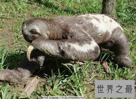 全球最慢的动物排行榜，最慢的能够将急性子逼疯！