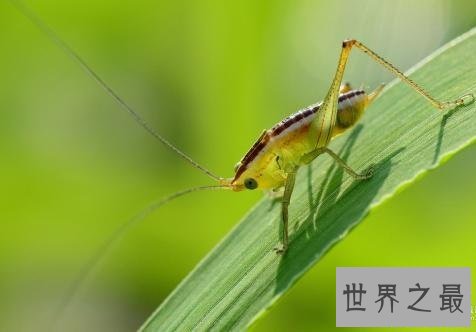 全球最慢的动物排行榜，最慢的能够将急性子逼疯！