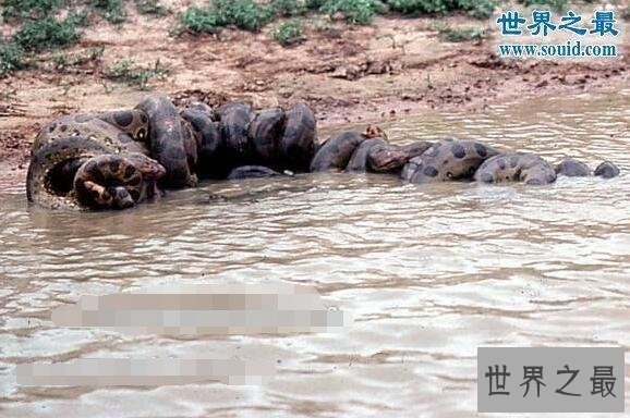 盘点世界十大奇异生物，蒙古死亡之虫隔空杀人