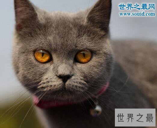 世界十大最贵的猫咪，阿什拉混血猫(高达61万元)