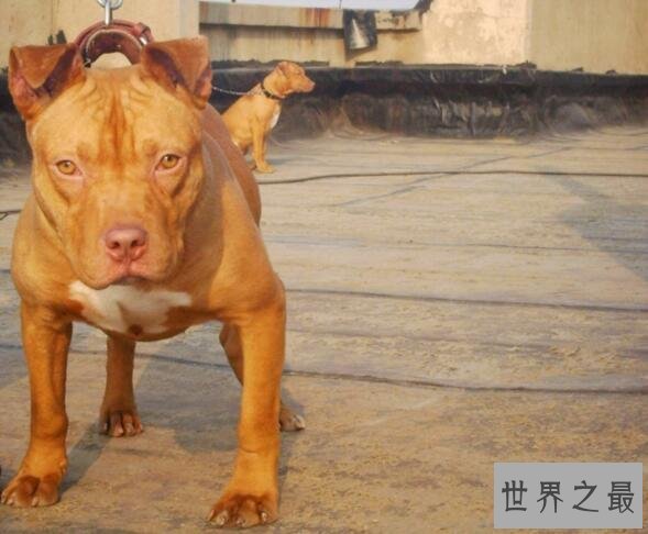 世界十大斗犬排名，美国斗牛梗比特犬最强悍