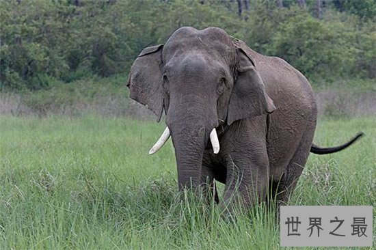 国家一级保护动物前十，国宝大熊猫依旧可爱！