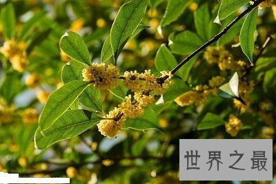 中国十大名花你认识几种？中国国花是什么呢？