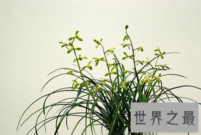 中国十大名花你认识几种？中国国花是什么呢？