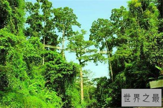 中国十大珍惜树种，珙桐被称为植物界的“活化石”！