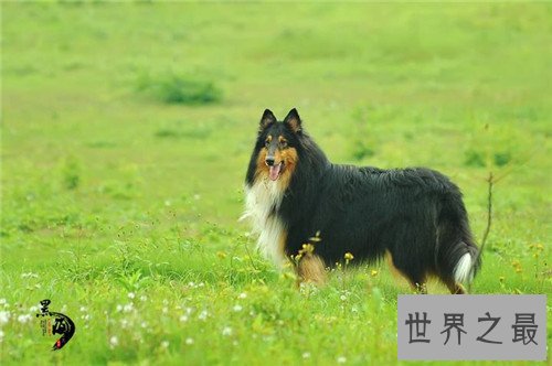 十大家庭犬排行榜，它永远是你最忠诚的朋友