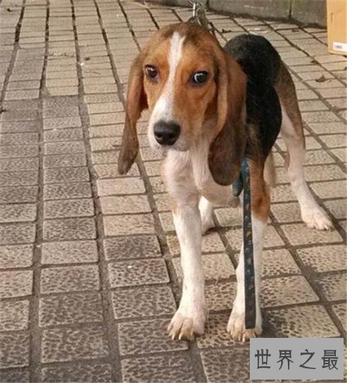 十大家庭犬排行榜，它永远是你最忠诚的朋友