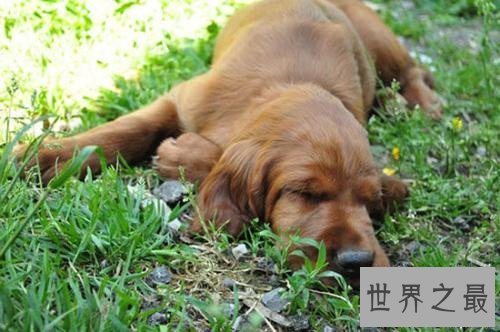 十大家庭犬排行榜，它永远是你最忠诚的朋友