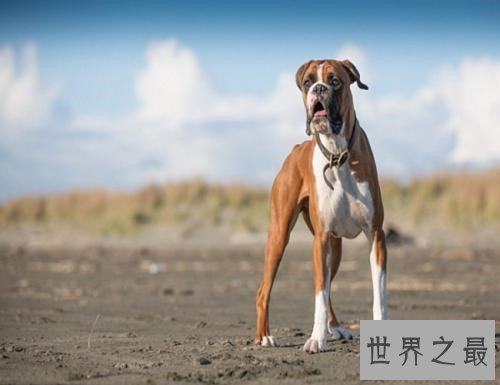 十大家庭犬排行榜，它永远是你最忠诚的朋友