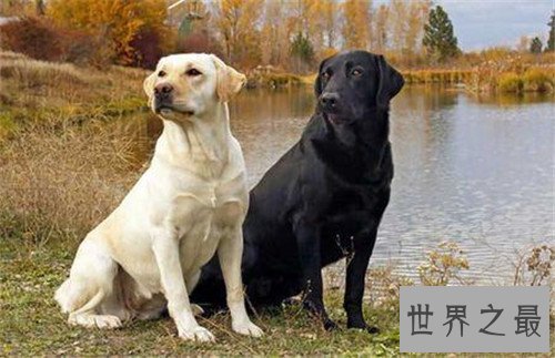 十大家庭犬排行榜，它永远是你最忠诚的朋友