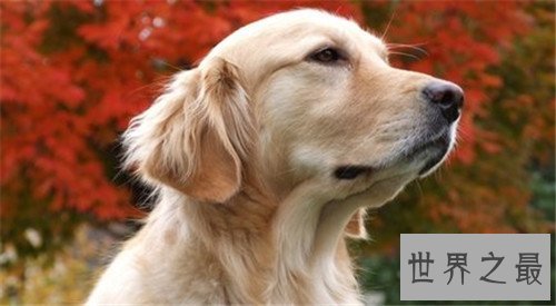 十大家庭犬排行榜，它永远是你最忠诚的朋友