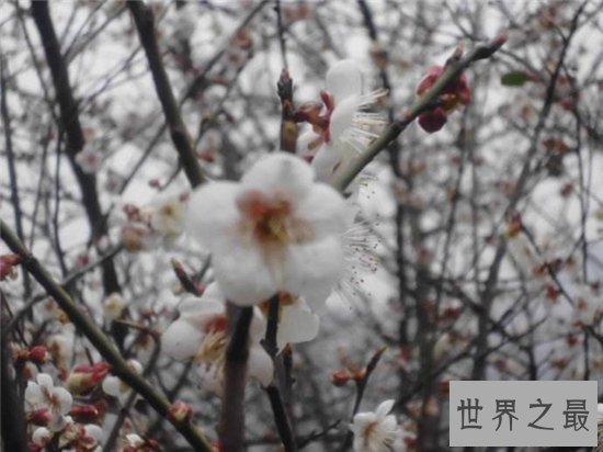 中国最美丽的十大梅园大盘点，寒风中的粉色美少女！