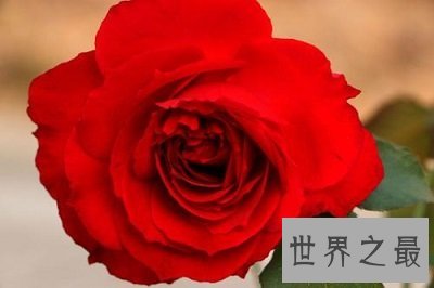 中国十大名花排名，女人最爱的玫瑰居然不上榜！