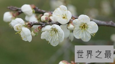 中国十大名花排名，女人最爱的玫瑰居然不上榜！