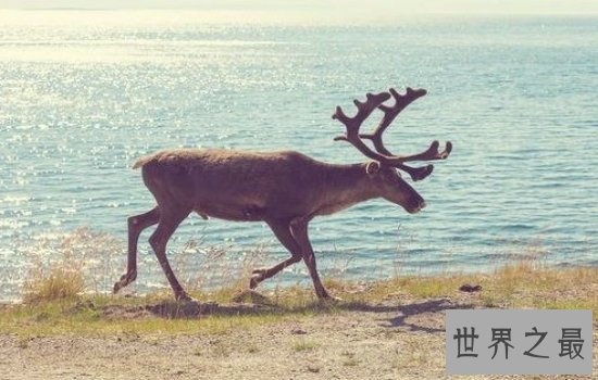 中国十大珍稀动物排行榜 排名第一的已经全部灭绝！