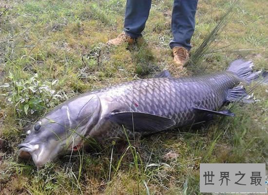 中国四大家鱼,青鱼/草鱼/鲢鱼/鳙鱼(没有鲤鱼)