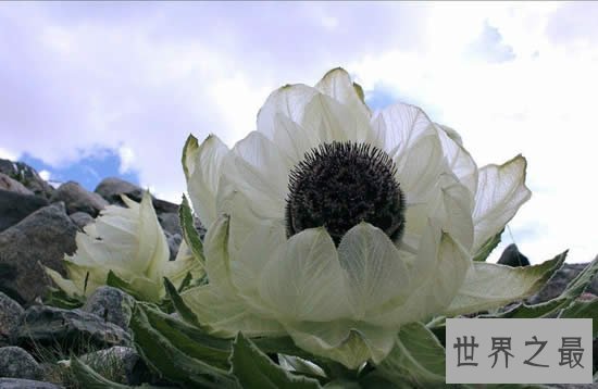 中华九大仙草排名，死而复活就靠这些奇花异草