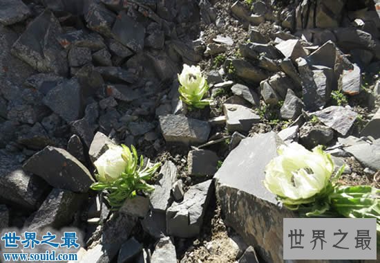 中华九大仙草排名，死而复活就靠这些奇花异草