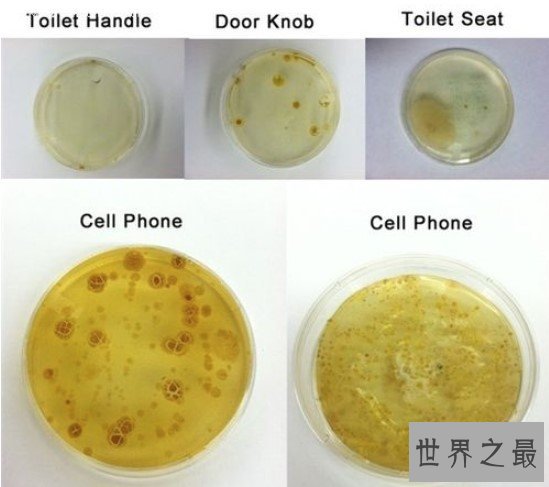 世界上细菌最多的水果，每个苹果携带的细菌高达1亿个