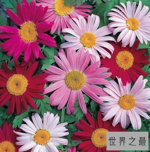 世界上最著名的灭虫花朵，天然的杀虫剂