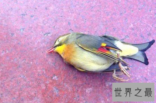 史上最残忍大楼，美国摩天大楼每年致6亿只鸟死亡！