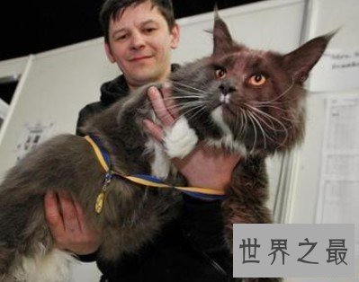 乌克兰世界第一巨猫，现已接近800榜