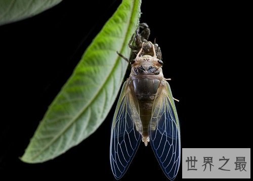 世界上最长寿的蝉，穴居十七年成为科学之谜！