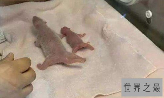 全球最小熊猫幼仔，堪与鸡蛋比大小