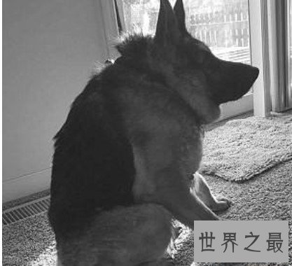 世界上最丑的犬种，卡西莫多犬(天生残疾没有脖子)