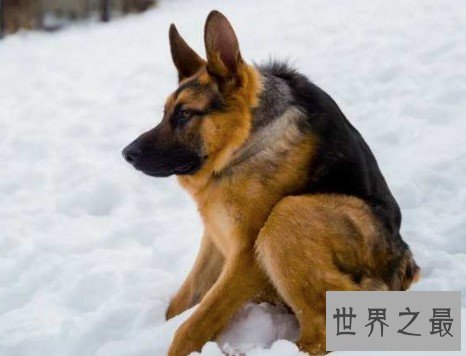 世界上最丑的犬种，卡西莫多犬(天生残疾没有脖子)