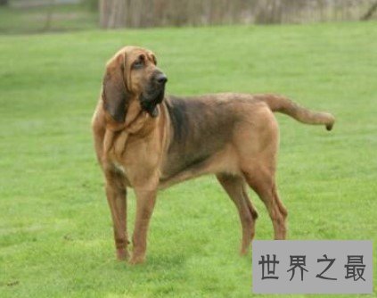 世界上最著名的也是体型最大的嗅觉猎犬之一,寻血猎犬