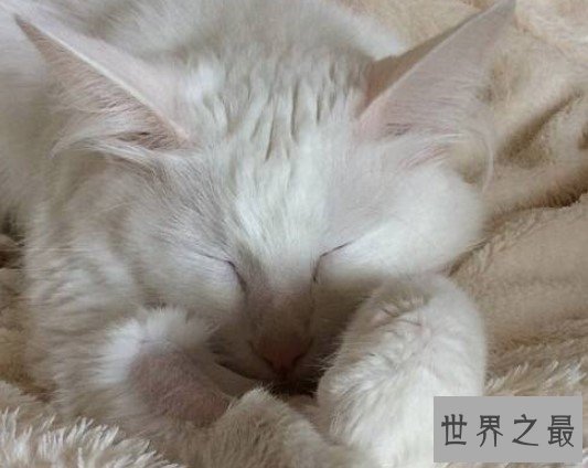 世界上最古老的长毛猫，土耳其安哥拉猫